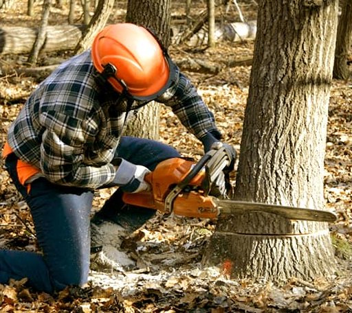 Tree Removal in Corunna, MI